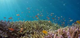 Estudio revela que microplásticos se están acumulando en fondo del océano